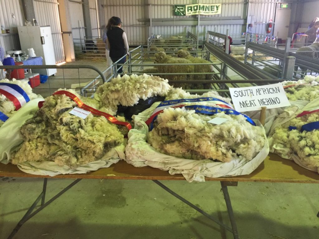 Wool Competition